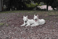 Dusty,Davinia